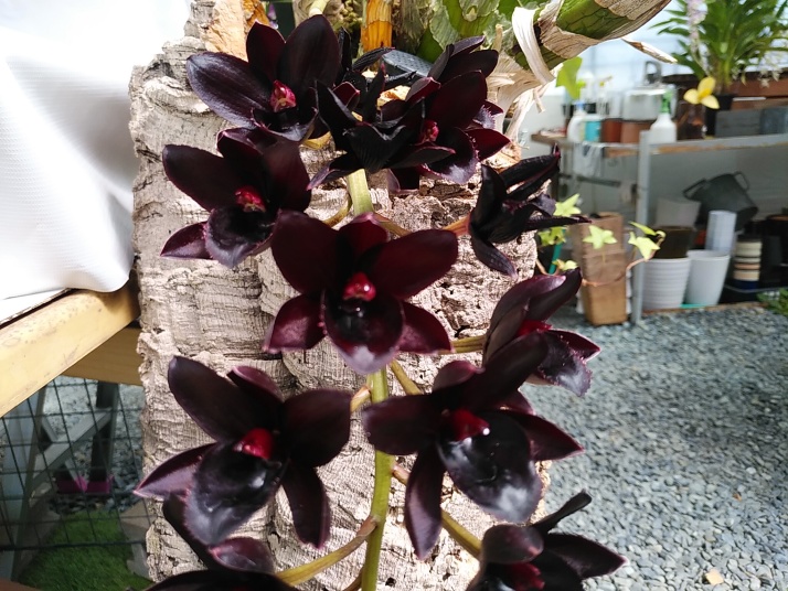 111 タケノコラン　Clowesia 'Queen Canon (OG) 111 タケノコラン Clowesia 'Queen Canon (OG)