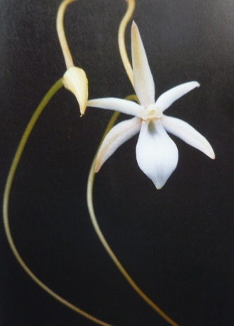 7Angcm.curnowianum.jpg